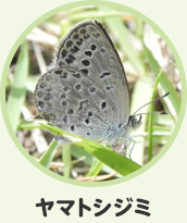 ヤマトシジミ
