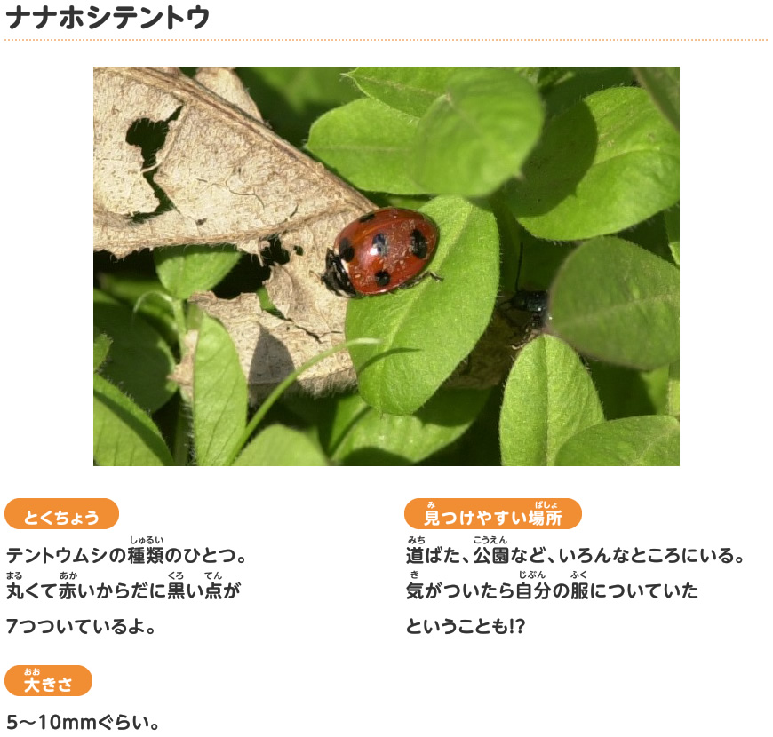 ナナホシテントウ