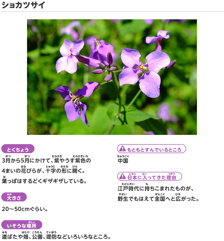 ショカツサイ