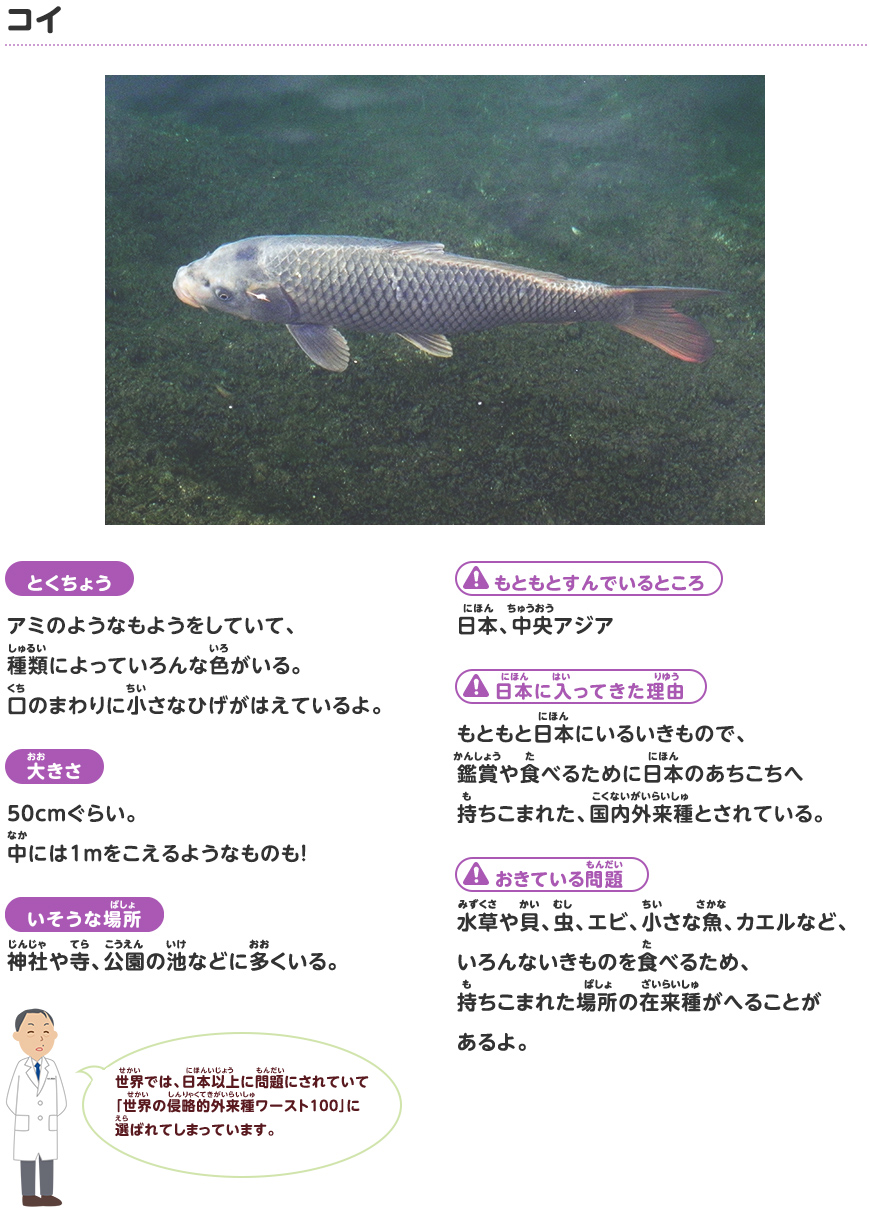 コイ