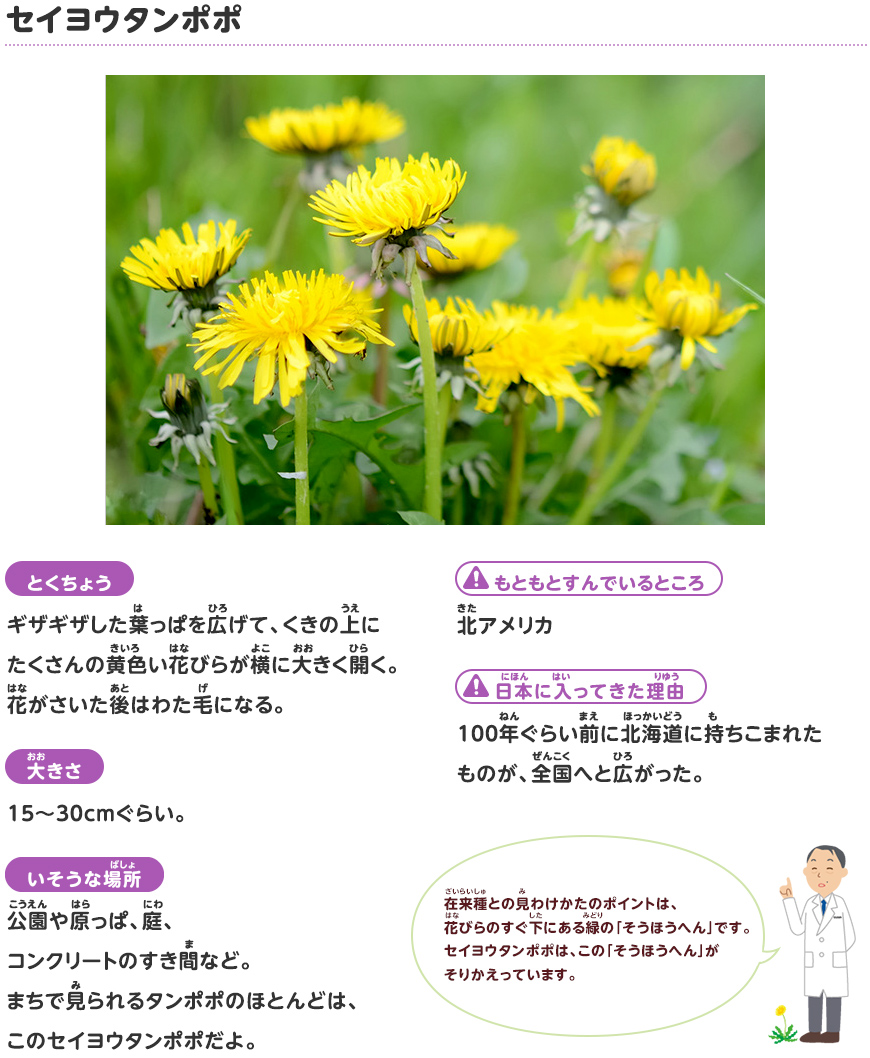 セイヨウタンポポ