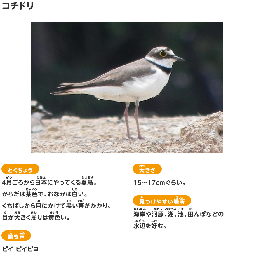 コチドリ