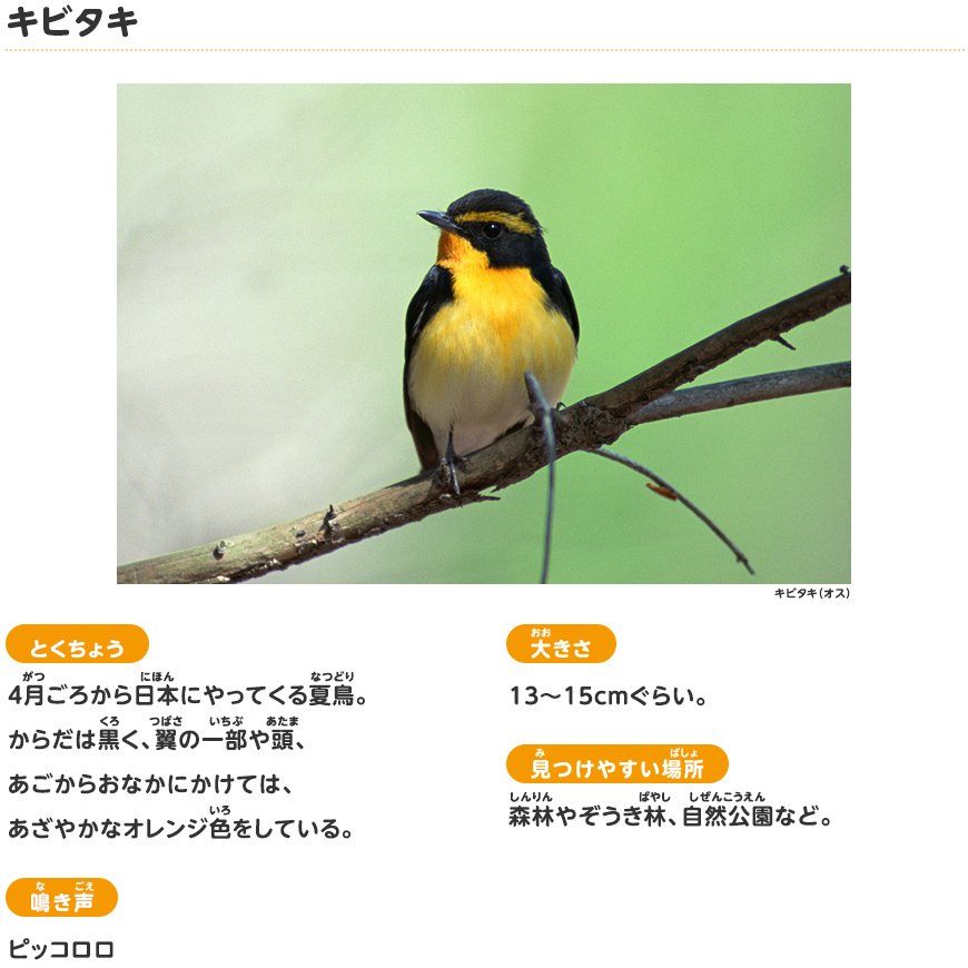 キビタキ