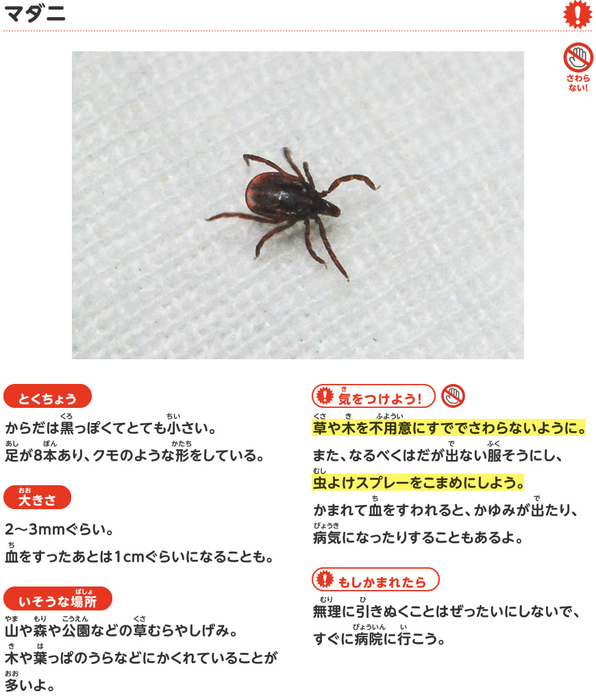 マダニ