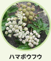 ハマボウフウ