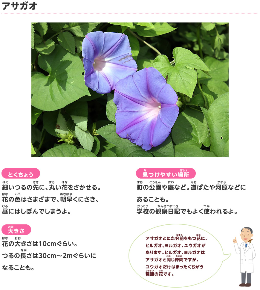 アサガオ