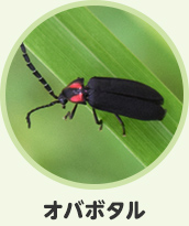 オバボタル