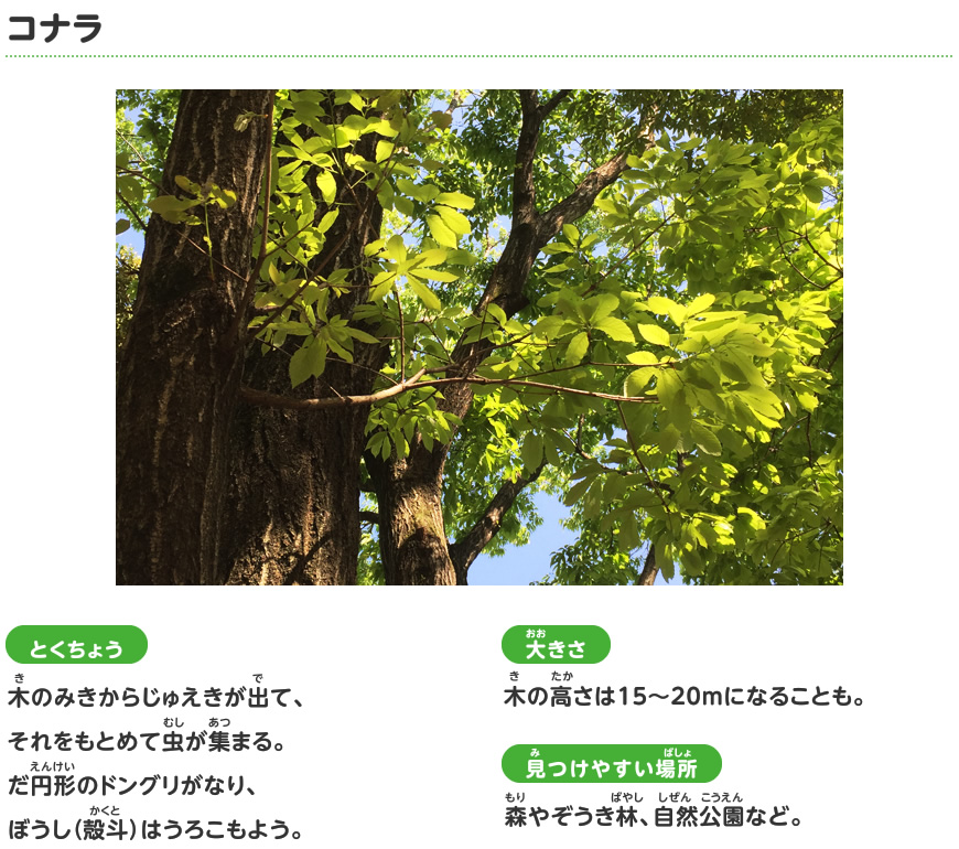 コナラ