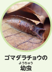 ゴマダラチョウの幼虫