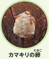カマキリの卵