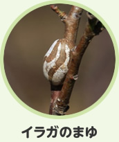イラガのまゆ