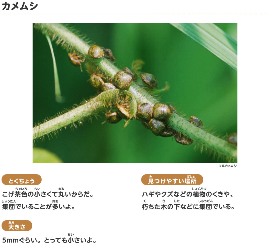 カメムシ
