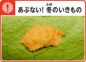 あぶない！冬（ふゆ）のいきもの