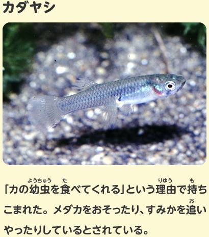 カダヤシ