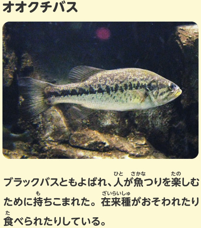 オオクチバス