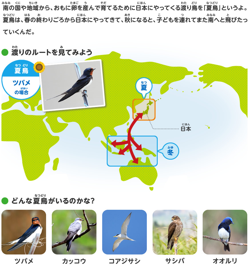 渡り鳥をさがしてみよう
