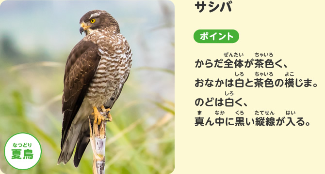 サシバ