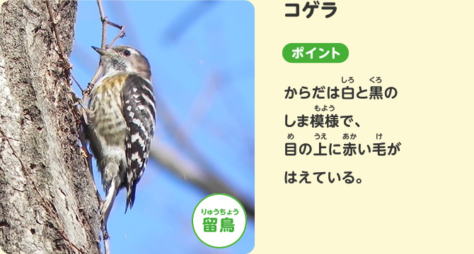 コゲラ