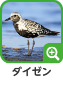 ダイゼン