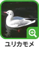 ユリカモメ