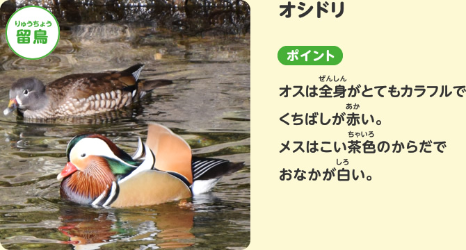 オシドリ