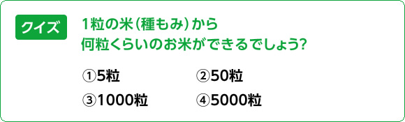図版：クイズ：1粒の米（種もみ）から何粒くらいのお米ができるでしょう？
