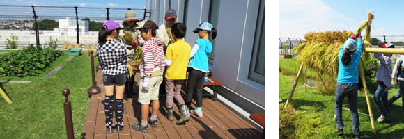 写真：束ねてもらった稲を稲架掛けです。約1週間程度干します