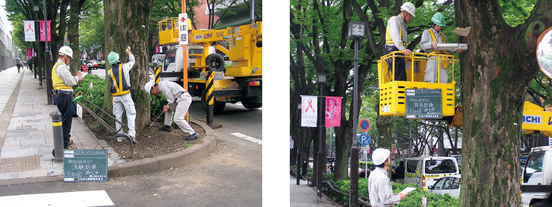 図版:ケヤキの状況の調査,診断作業風景
