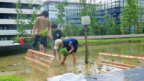 図版:5月「水田」での田植え