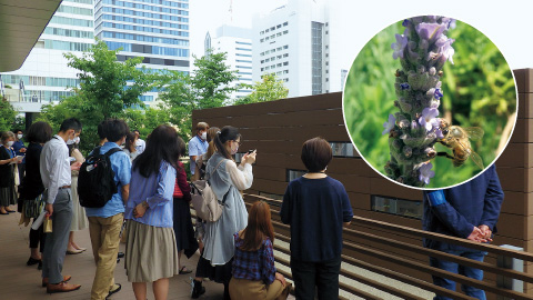 図版:6月「蜂」の巣箱見学会