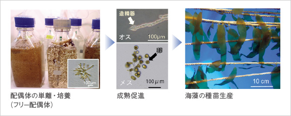 図版:フリー配偶体によるカジメの種苗生産
