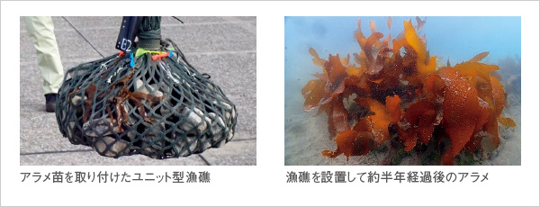 図版:生産したアラメ苗の生育状況