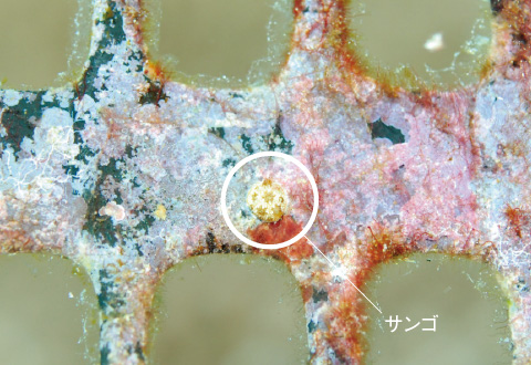 図版:基盤に着生して間もないサンゴ