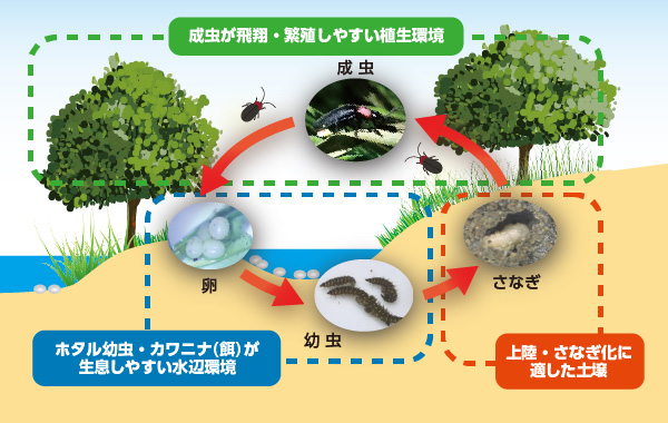 図版:ホタルの生活史と生息環境