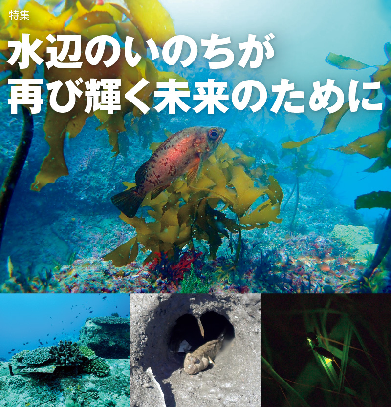 特集　水辺のいのちが再び輝く未来のために