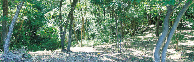 写真：陽が差し込む山林内