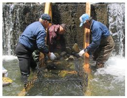 組立式蛇カゴ魚道を設置する様子