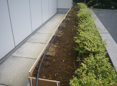 図版：鹿島本社（赤坂見附）にある植栽地
