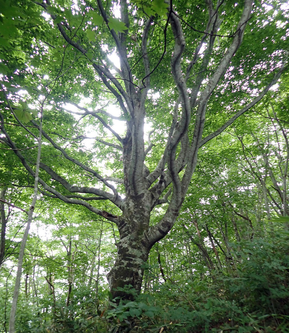 図版：山に帰ったどんぐりが森林づくりを次世代へつなぐ