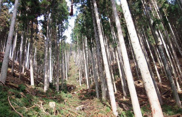 図版：間伐を行った森林は、光が地表に届いて下層植生が豊かに育ち、森林の持つ多面的機能が増進