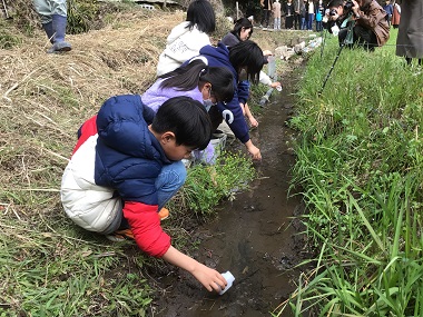 図版：「久重ホタルの里」の小川にホタルの幼虫を放流
