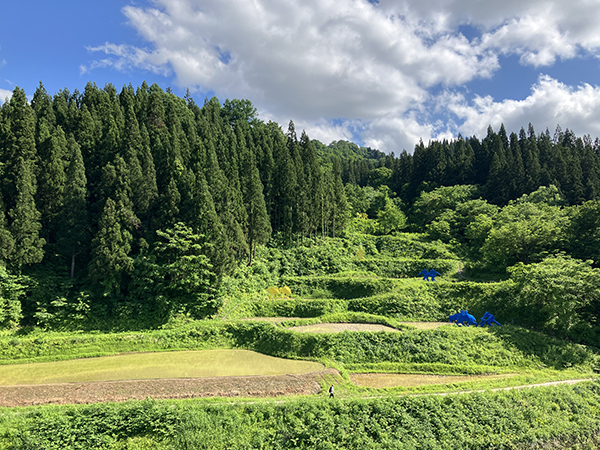 図版：鹿島社員が田植え、稲刈りに参加したまつだいの棚田