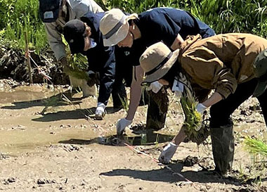 図版：田植えの様子