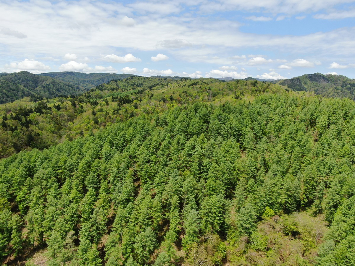 図版：尺別山林（北海道）