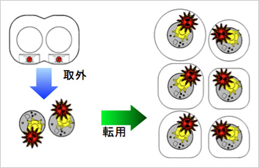 図版：断面形状の異なるトンネルに転用可能