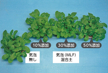 図版：こまつなの生育状況