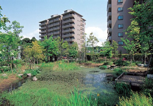 図版：ビオトープにあるトンボの池