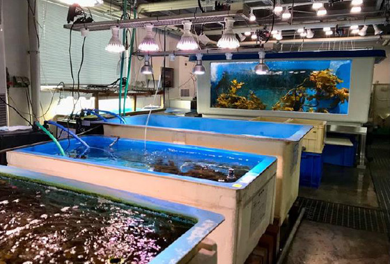 図版:生物飼育実験室