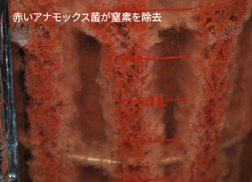 図版:EDES