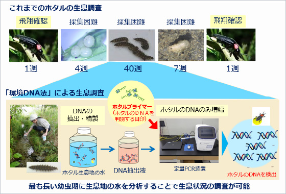 図版:環境DNAを用いてホタルの生息状況を把握